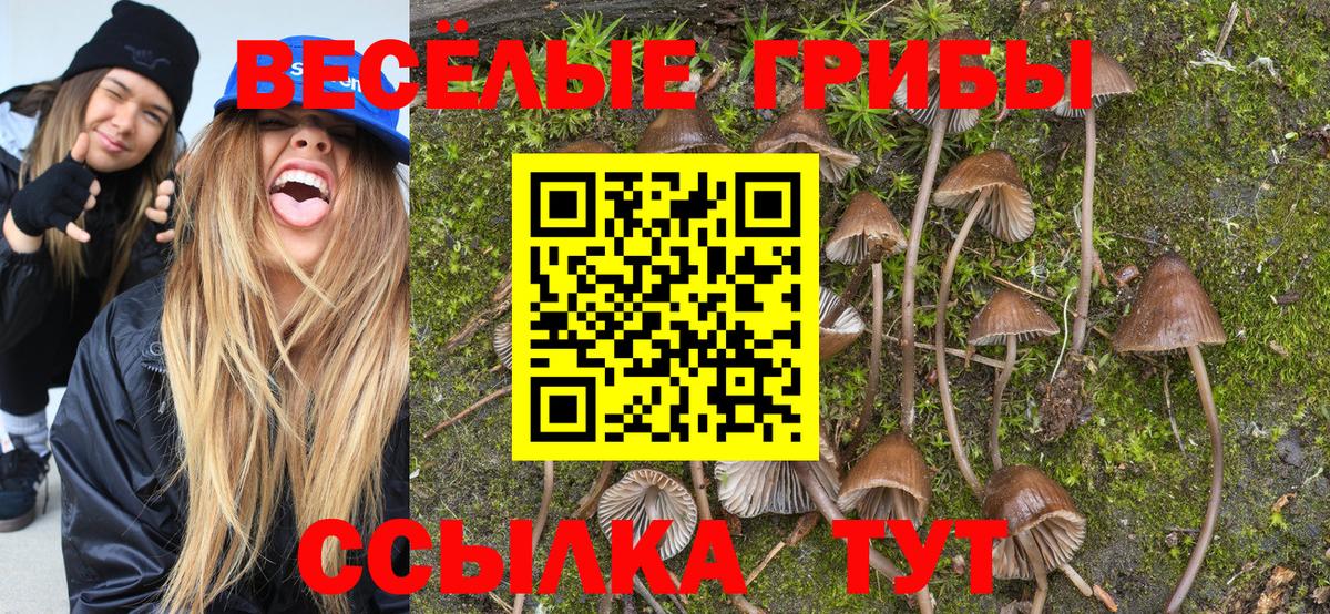 Галлюциногенные грибы Psilocybe Урюпинск